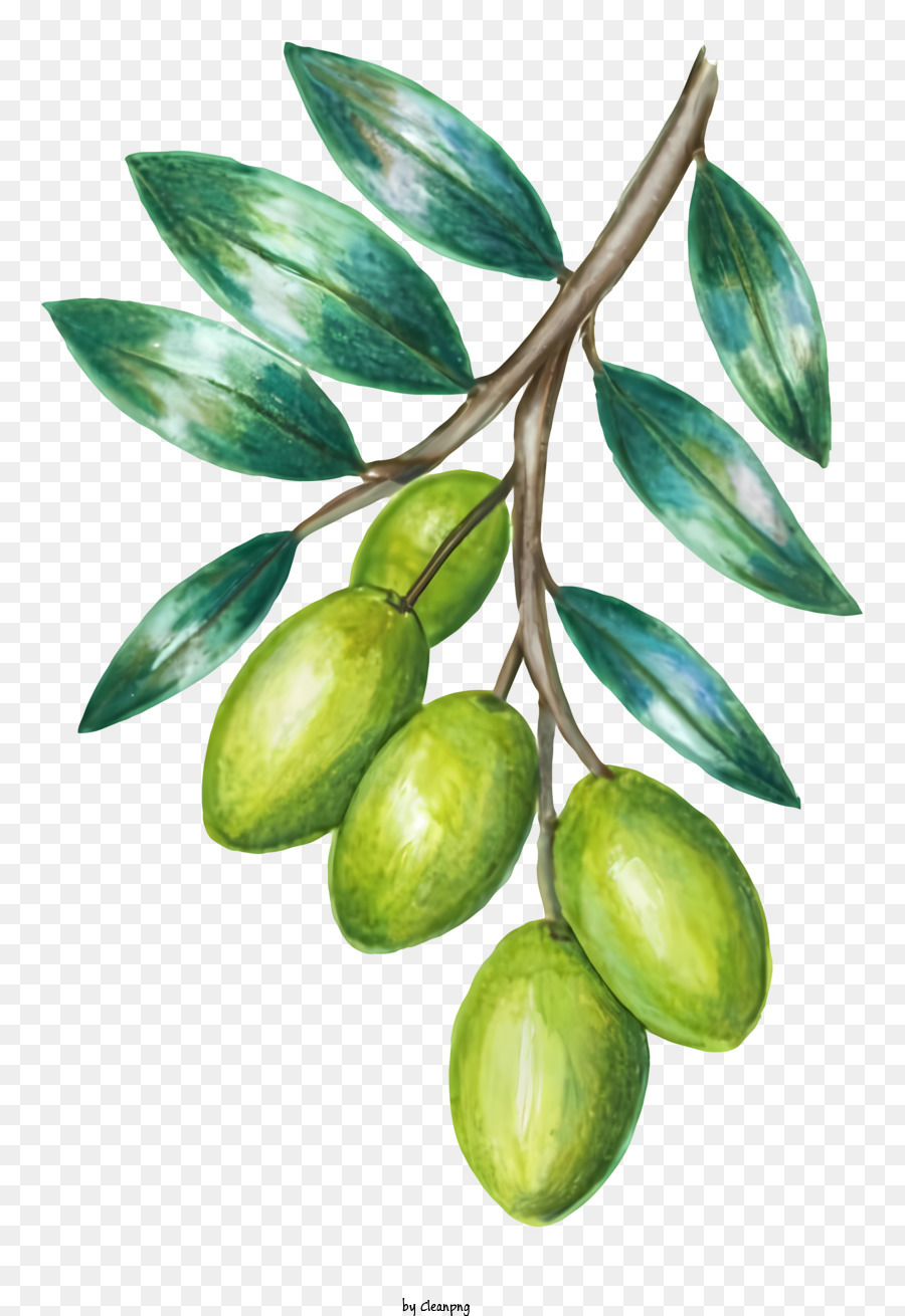 Dessin Animé, Olives Vertes, Fruits Sur Branche PNG - Dessin Animé ...