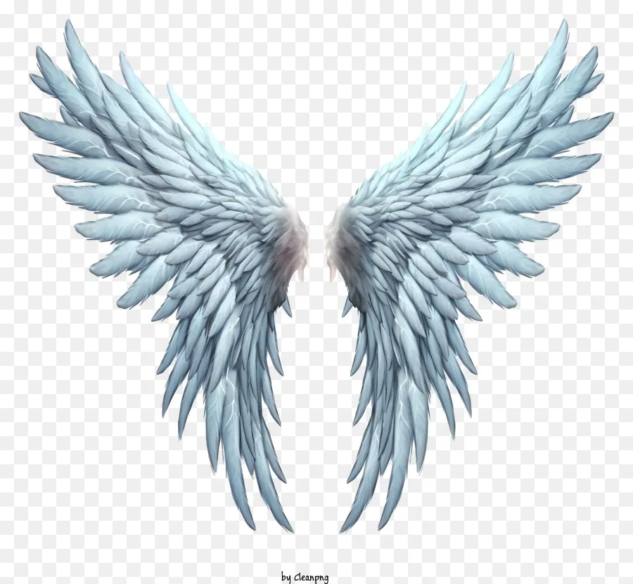 Les Ailes De L'ange，Plumes Blanches PNG