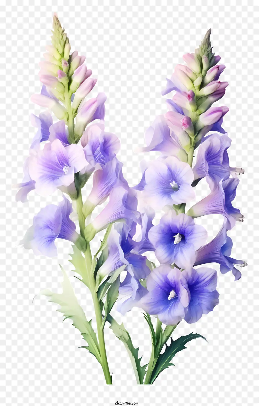 Fleur De Delphinium Aquarelle，Fleurs Pourpres PNG