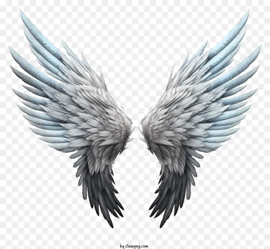 Sketch Angel Wings，Les Ailes De L'ange PNG