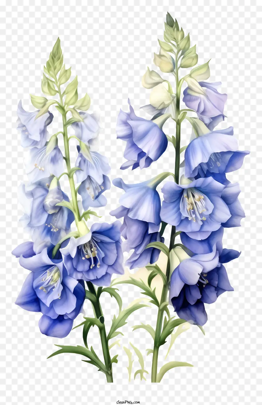 Fleur élégante Delphinium，Fleur Bleue PNG