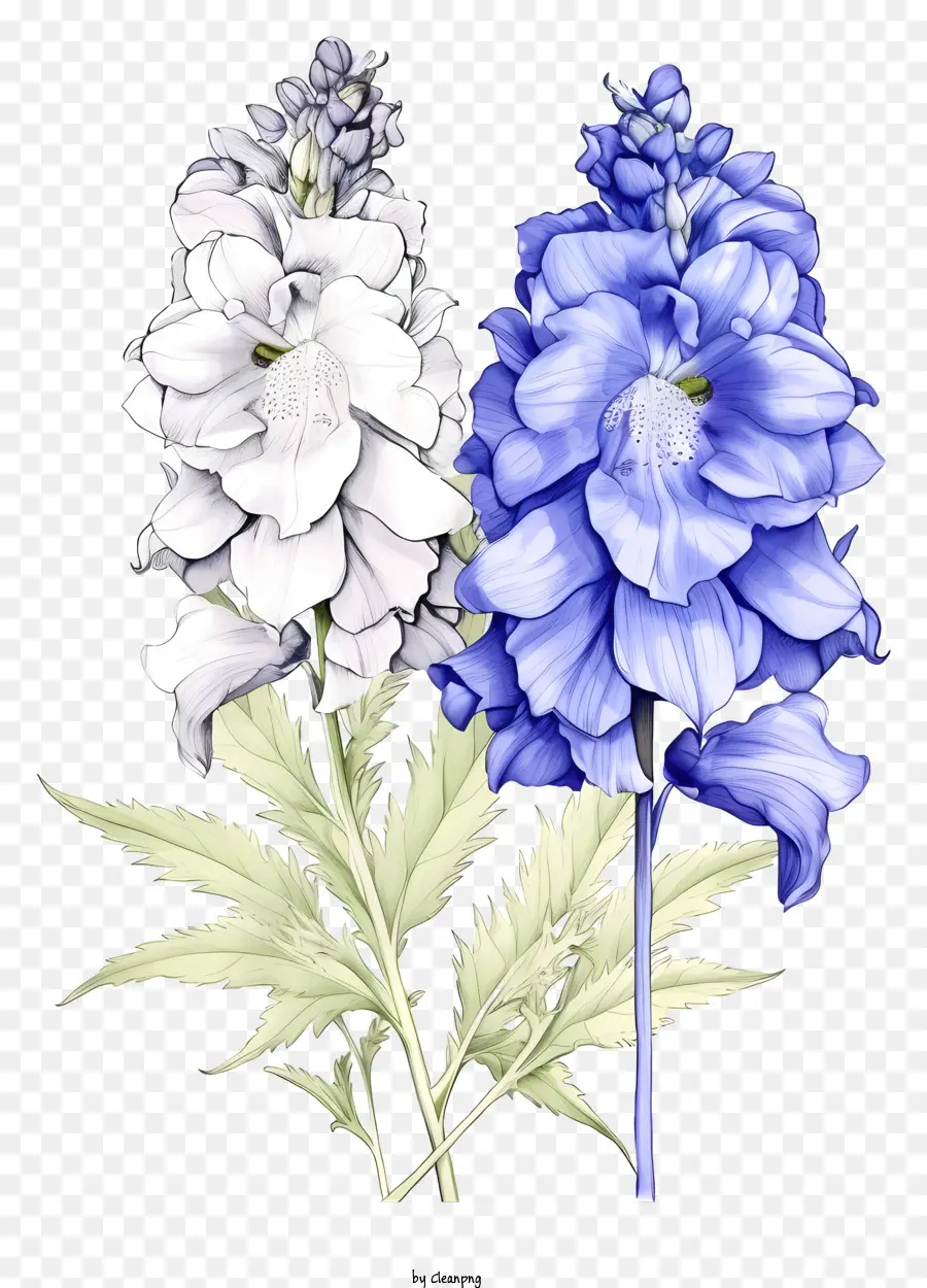 Sketch Delphinium Flower，Fleur De Lys PNG