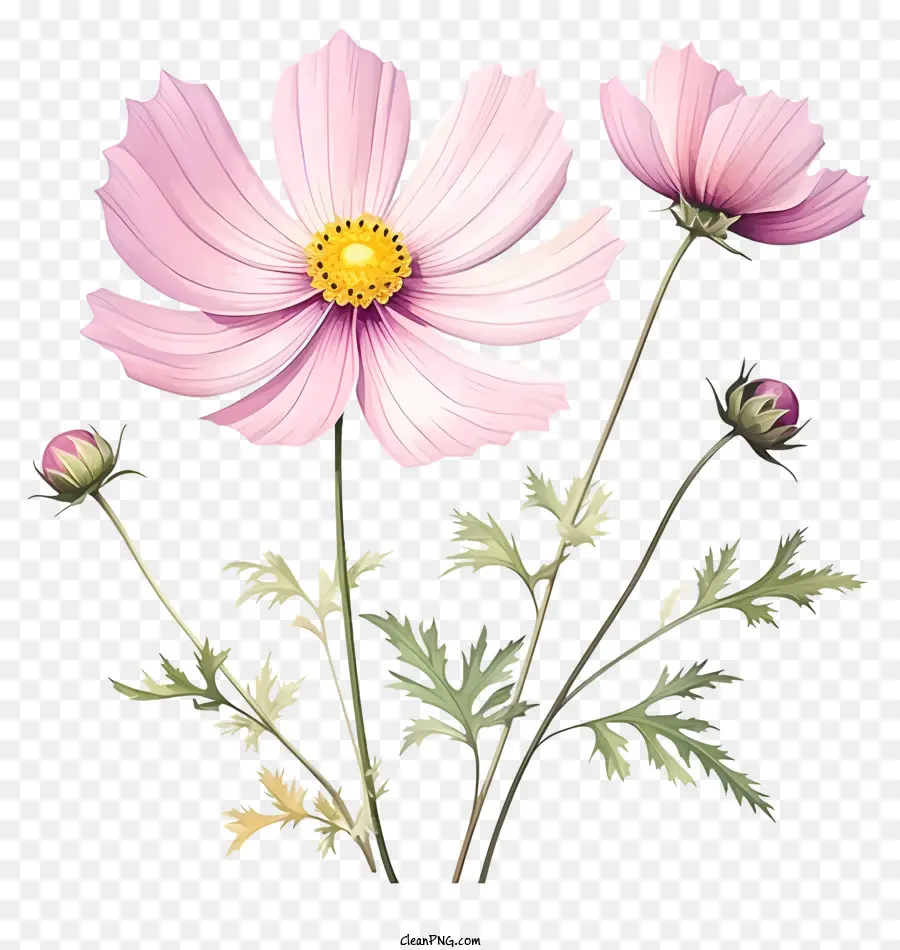 Fleur De Cosmos élégante，Fleurs Colorées PNG