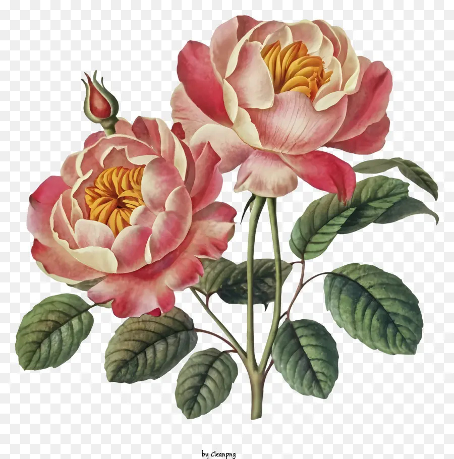 Dessin Animé，Les Roses Roses PNG