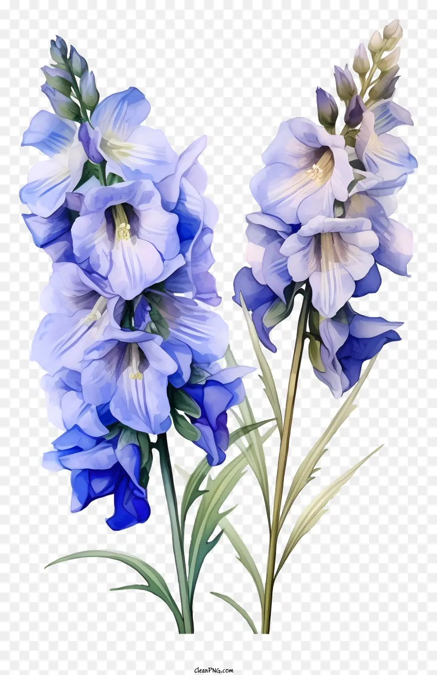 Fleur De Delphinium Plate，Fleurs De Delphinium PNG