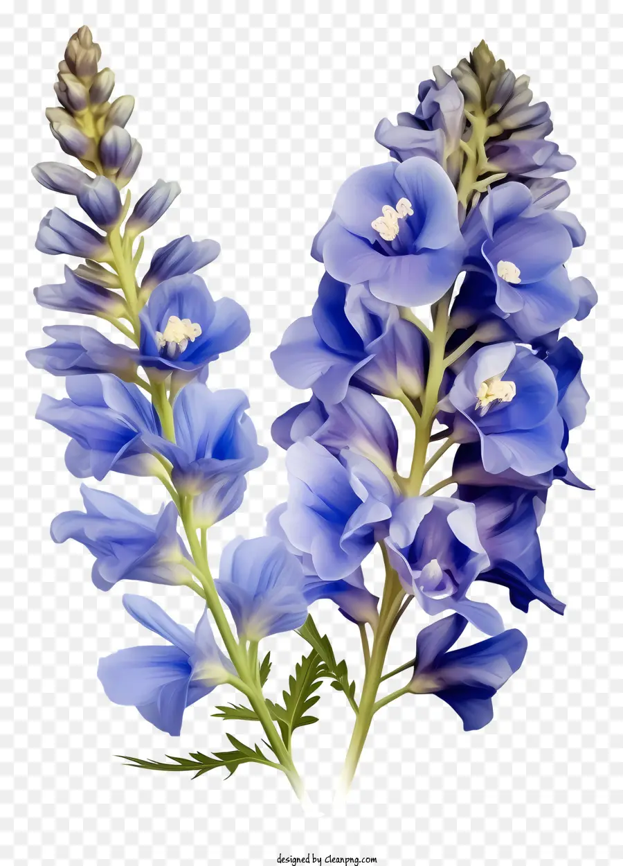 Fleur De Delphinium Plat，Fleurs Bleues PNG