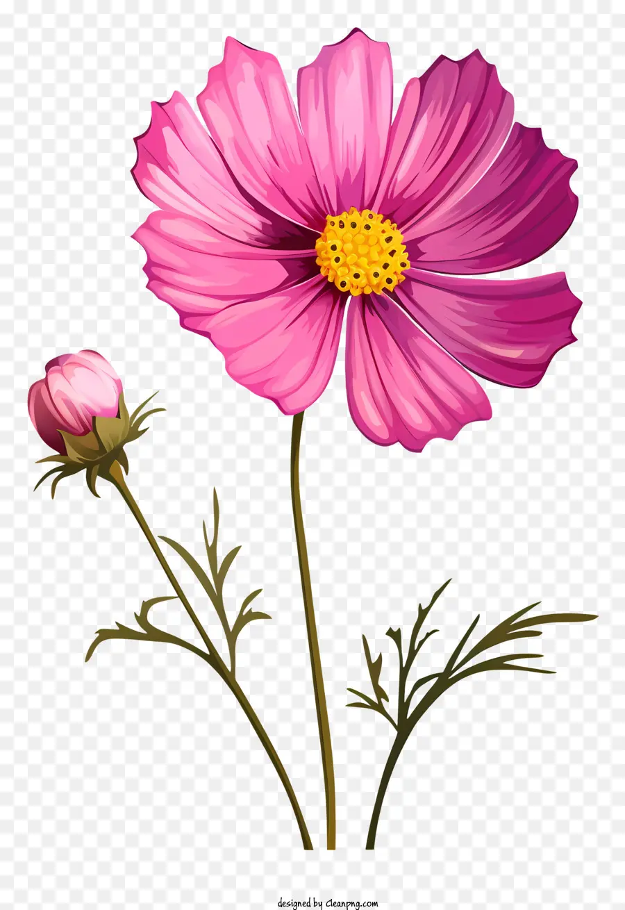 Cartoon Cosmos Flower，Fleur Rose PNG