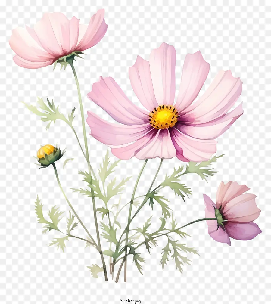 Fleur De Cosmos Aquarelle，Fleur PNG