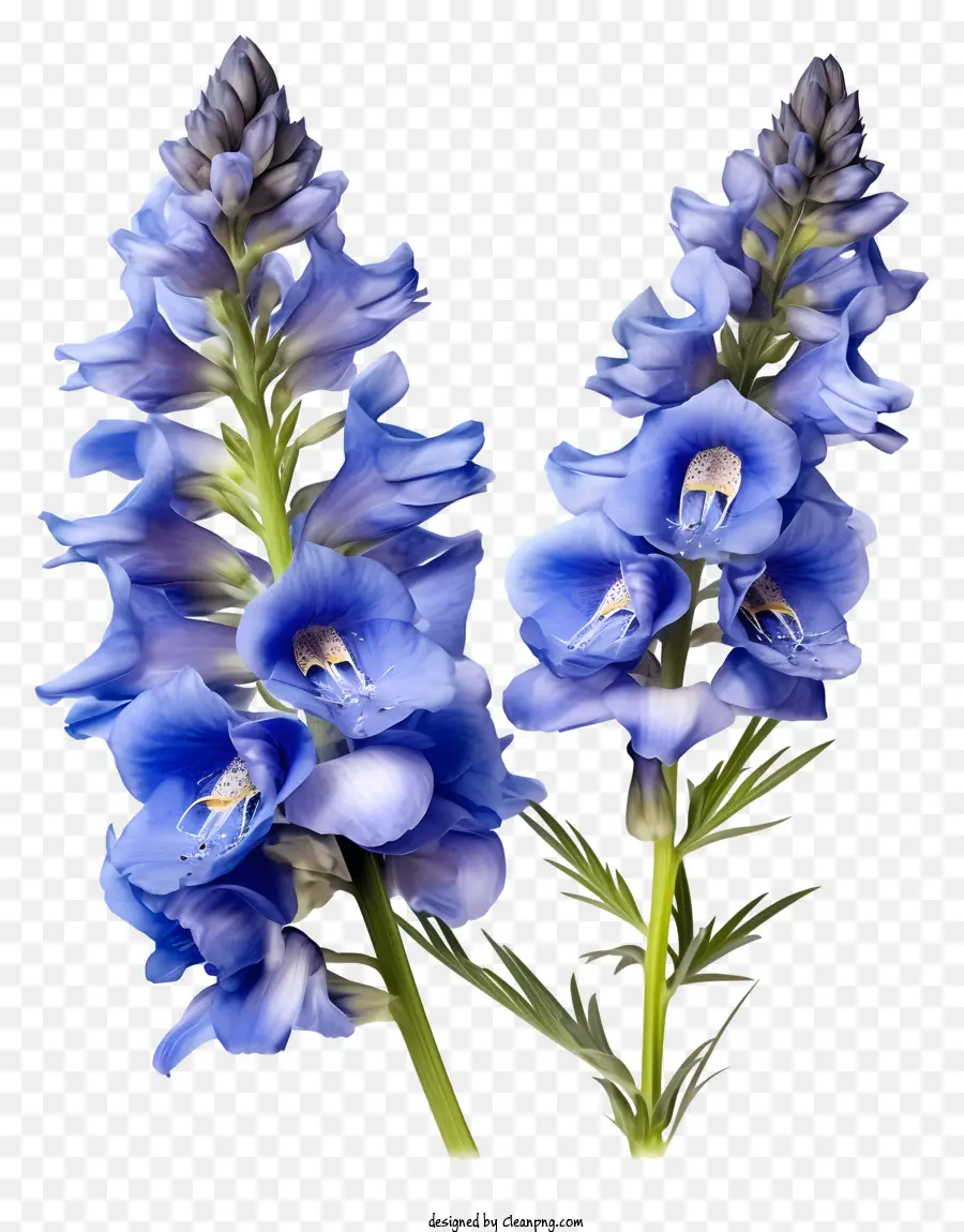 Fleur De Delphinium Plate，Fleurs Bleues Et Blanches PNG