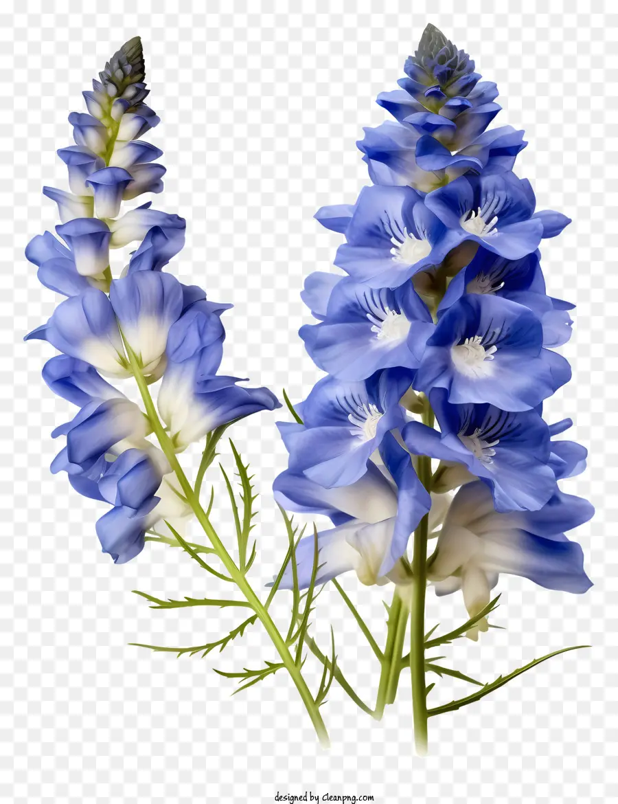 Fleur De Delphinium Plat，Bleus Et De Fleurs Blanches PNG