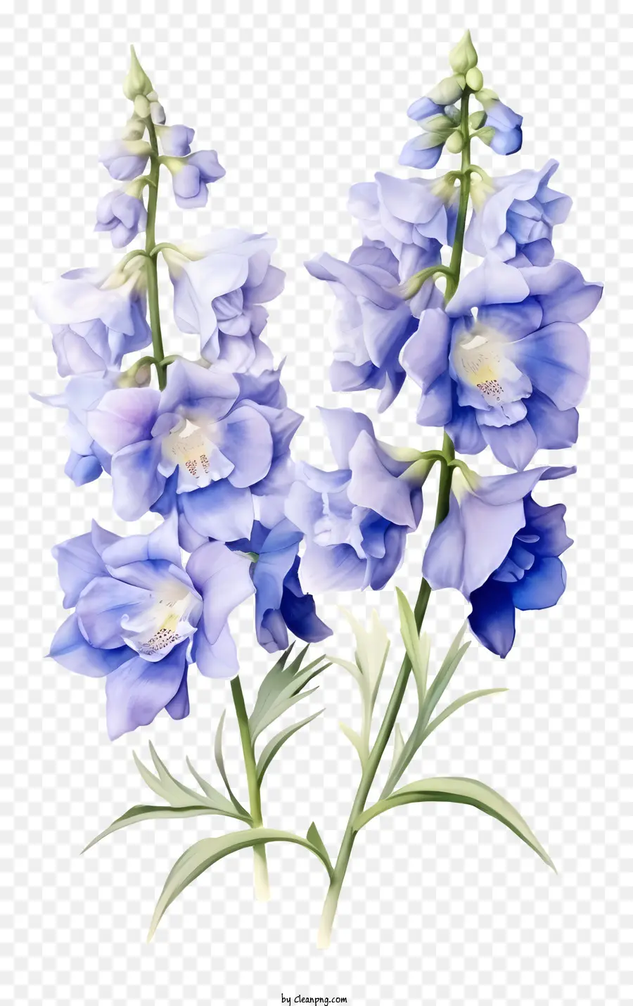 Fleur élégante Delphinium，Fleurs De Calanthus Violet PNG