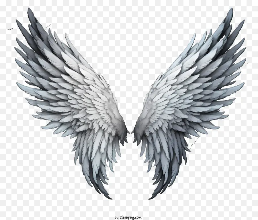 Sketch Angel Wings，Les Ailes De L'ange Blanc PNG