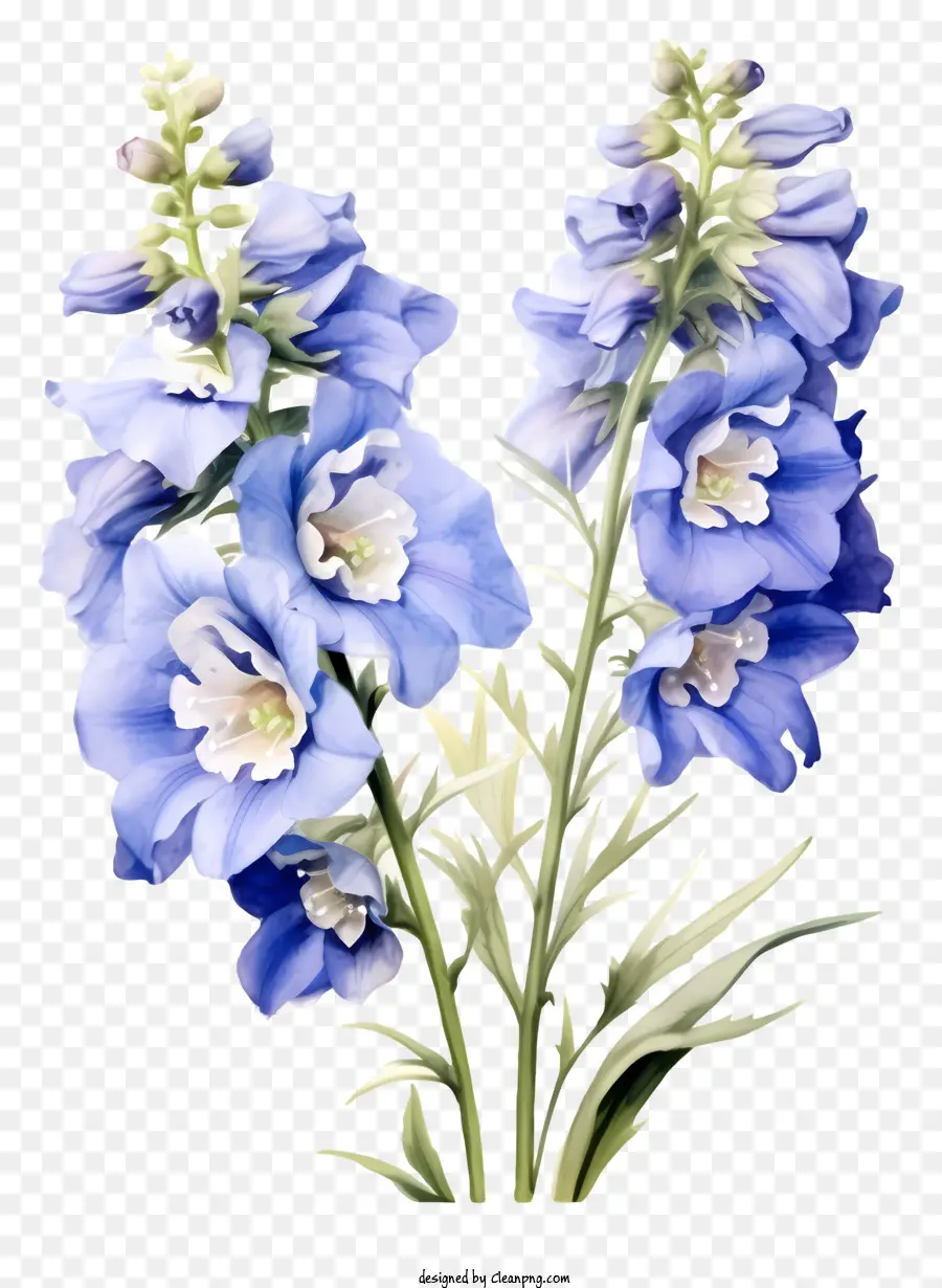 élégante Fleur De Delphinium，Fleurs Bleues PNG