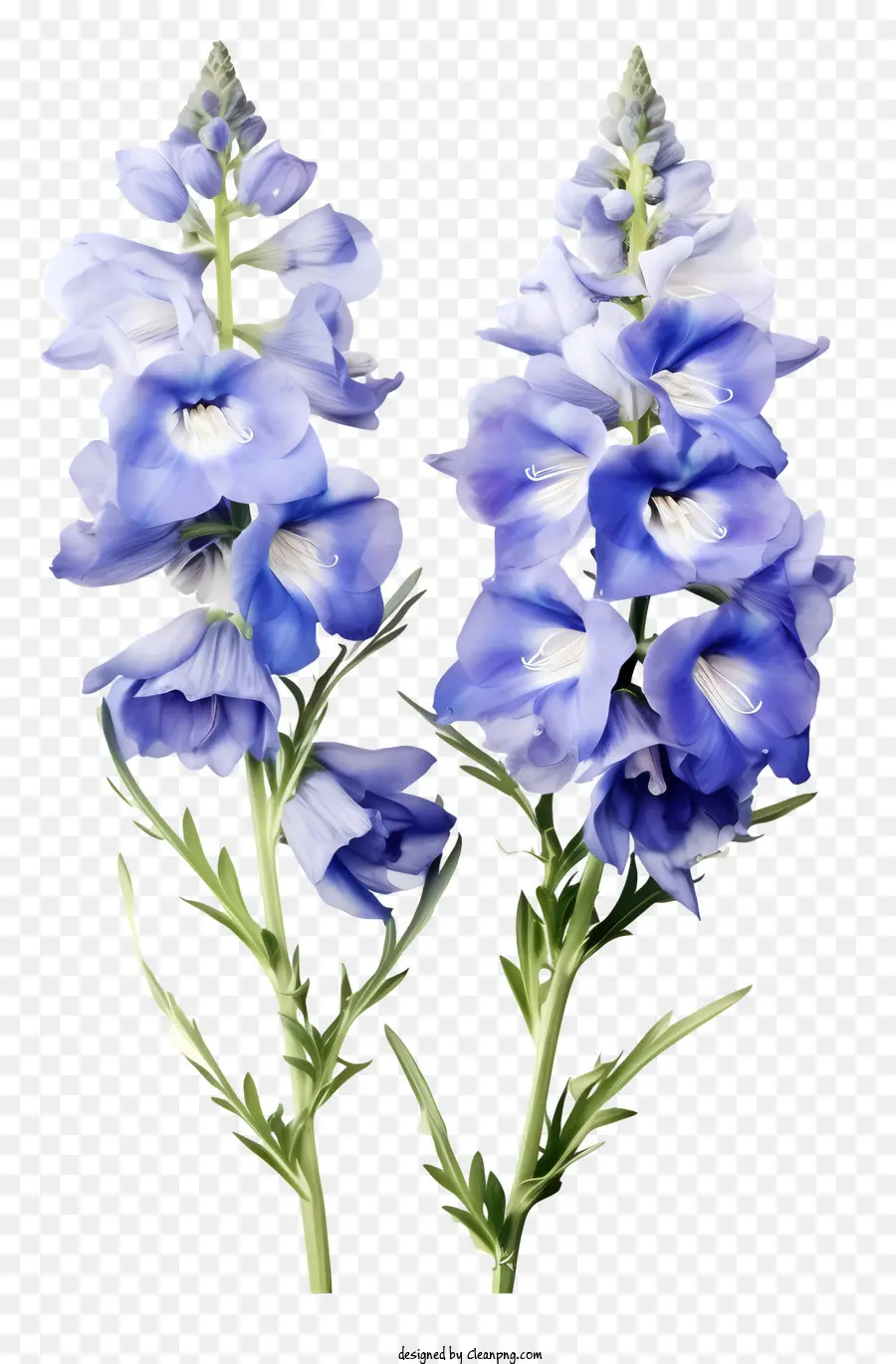 Fleur élégante Delphinium，Bleu De Fleurs Sauvages PNG