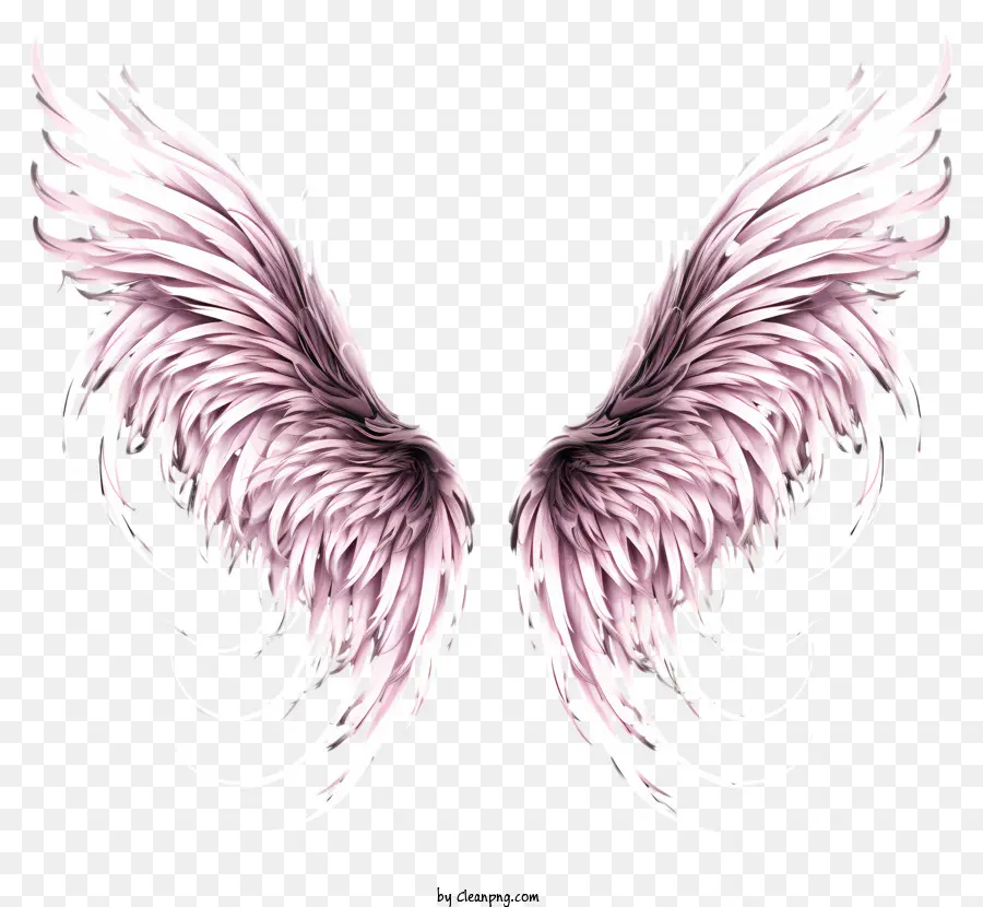 Sketch Angel Wings，Rose Des Ailes PNG