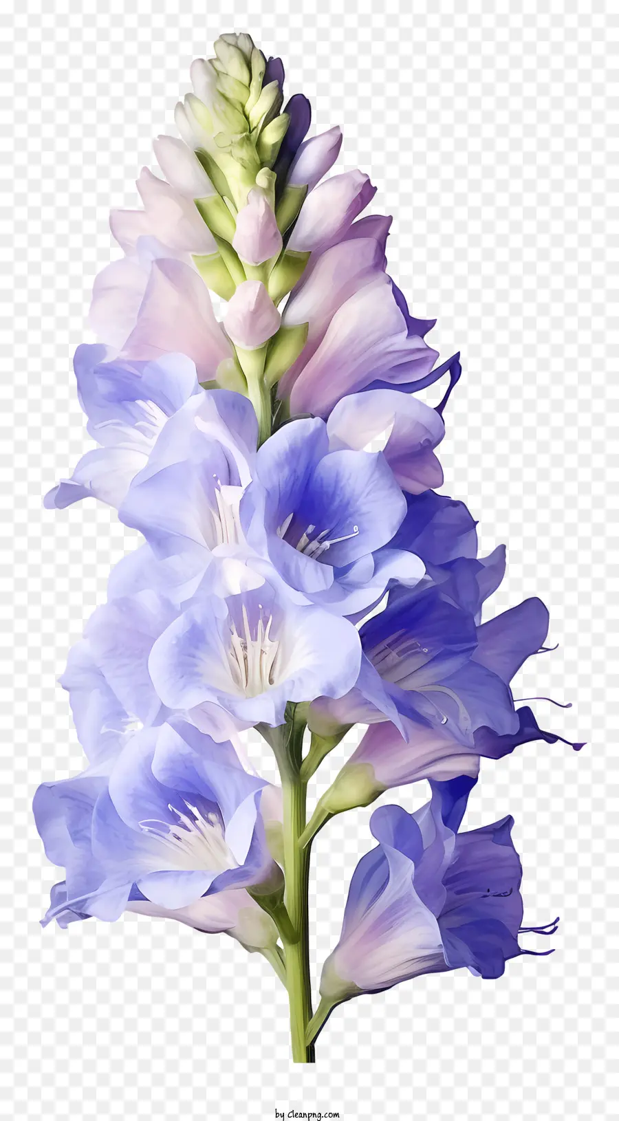 Fleur De Delphinium Aquarelle，Fleurs Bleues PNG