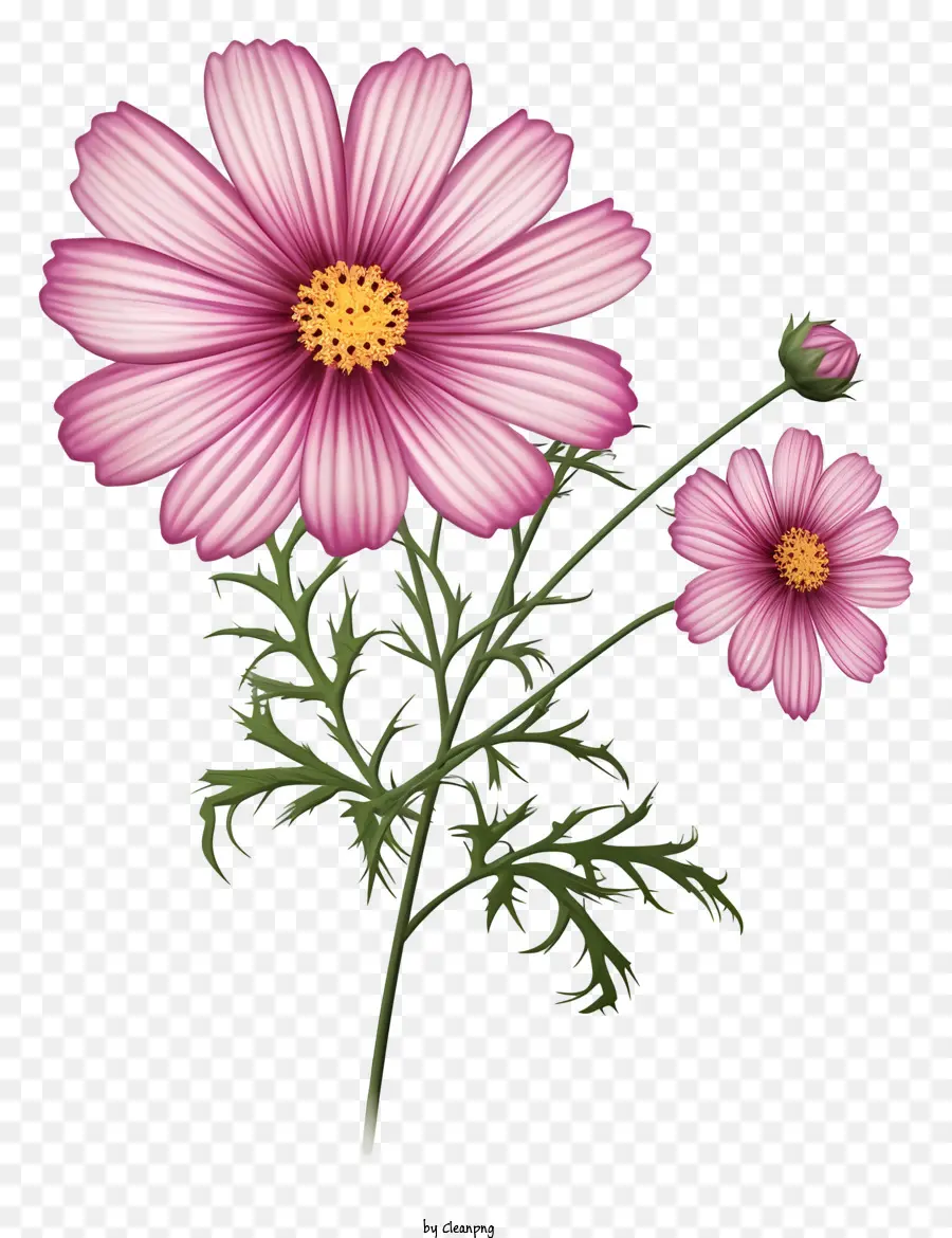 Fleur De Cosmos 3d Réaliste，Fleur Rose PNG