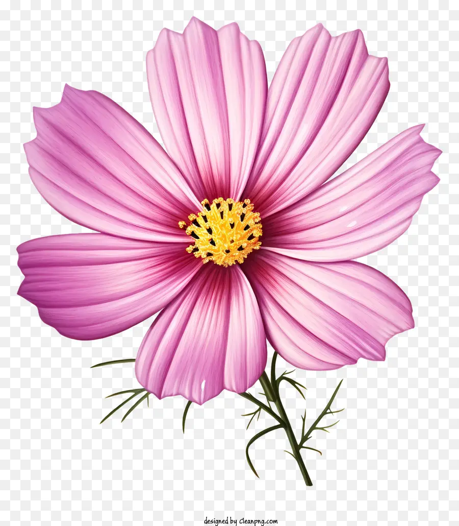 Fleur De Cosmos，Fleur Rose PNG