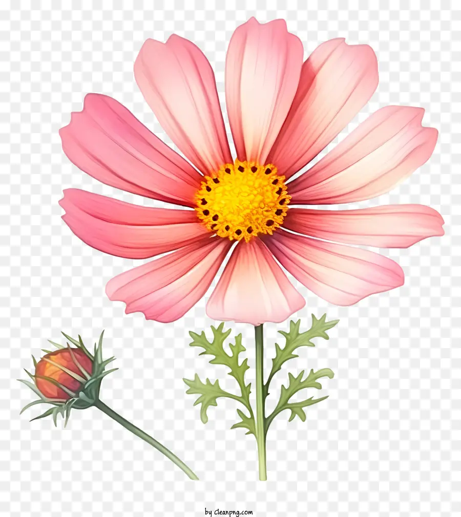 Fleur De Cosmos Aquarelle，Fleur Rose PNG