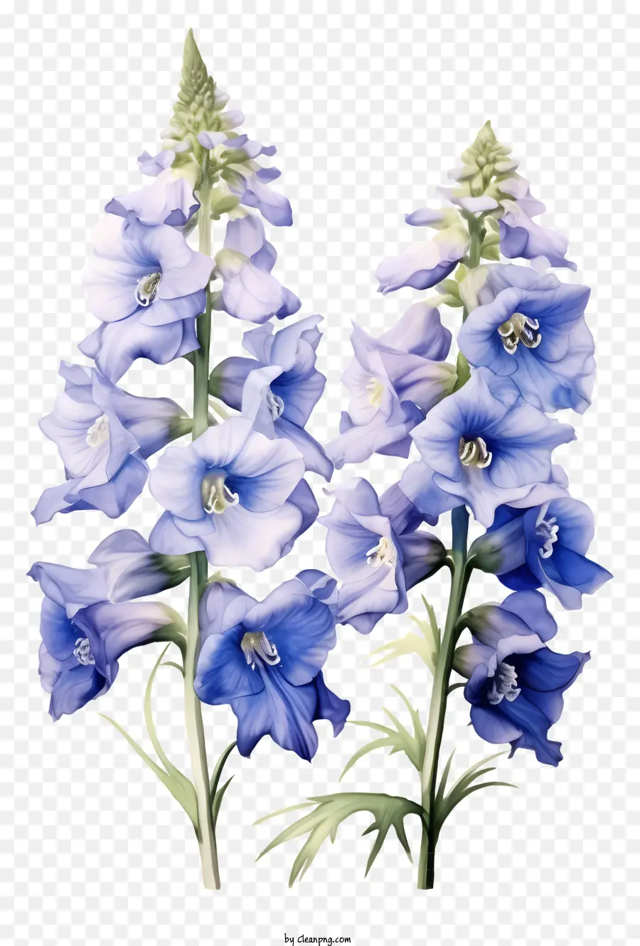 Fleur Delphinium，Fleurs Bleues PNG