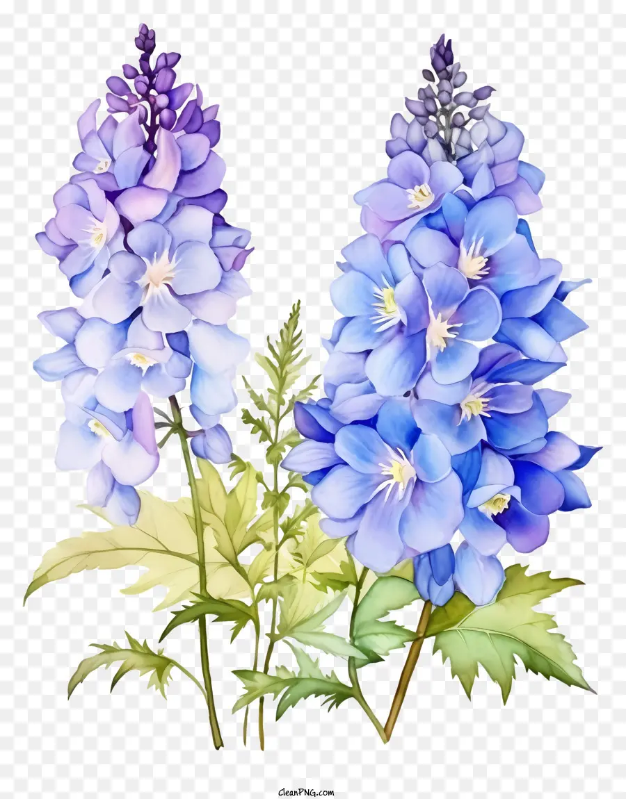 Fleur De Delphinium Aquarelle，Fleurs Vines PNG