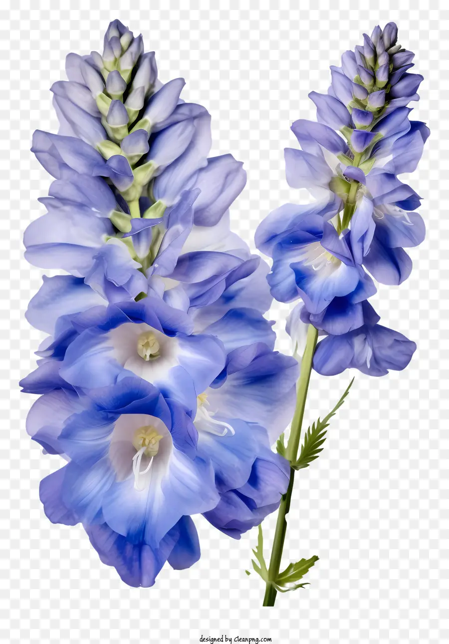 Fleur De Delphinium Pastel，Fleur Pourpre PNG