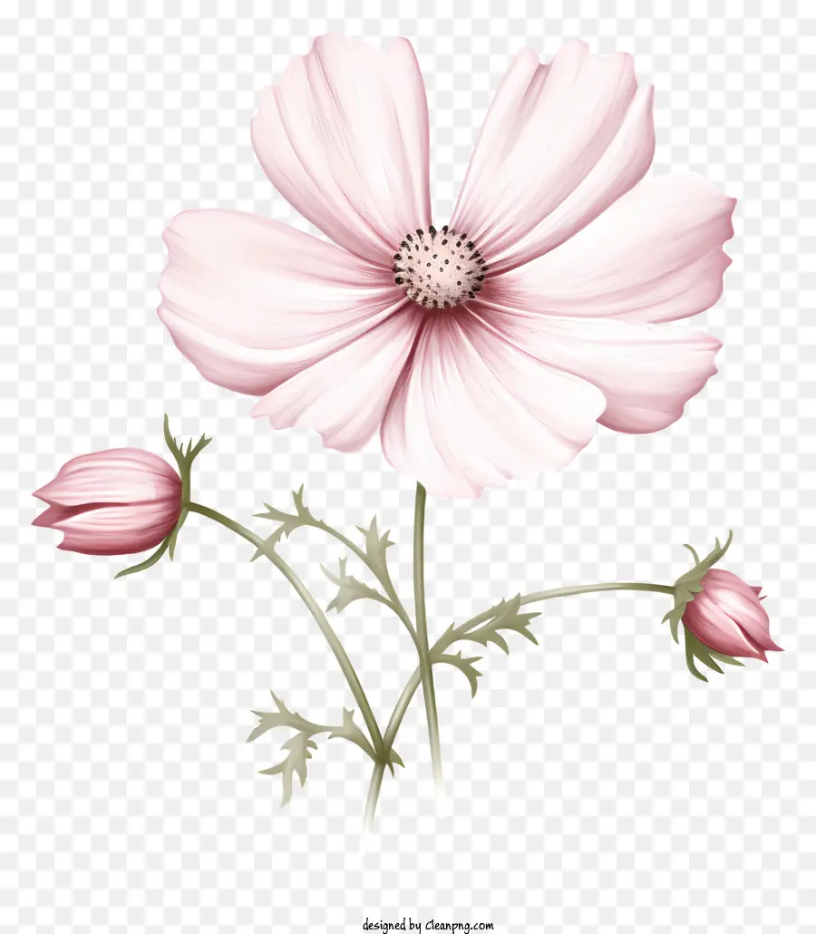 Sketch Cosmos Flower，Fleur Rose PNG