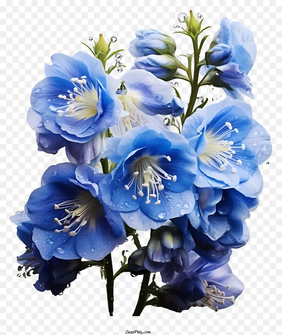 Fleur Delphinium，Fleurs Bleues PNG