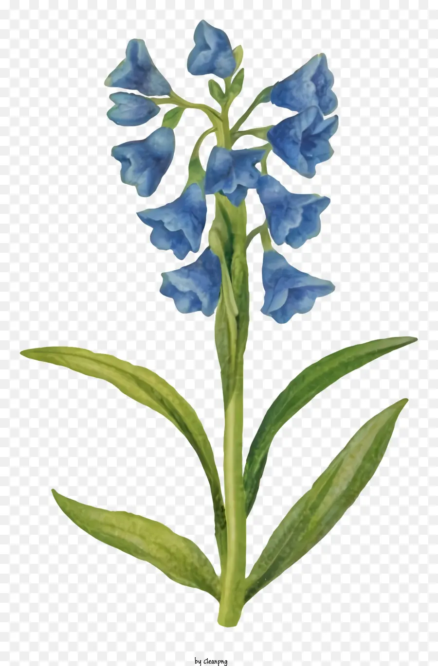 Dessin Animé，Fleur De Jacinthe Bleu PNG