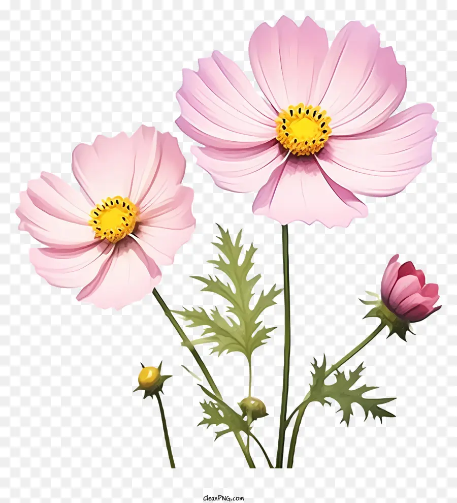 Fleur De Cosmos Plat，Fleur Rose PNG