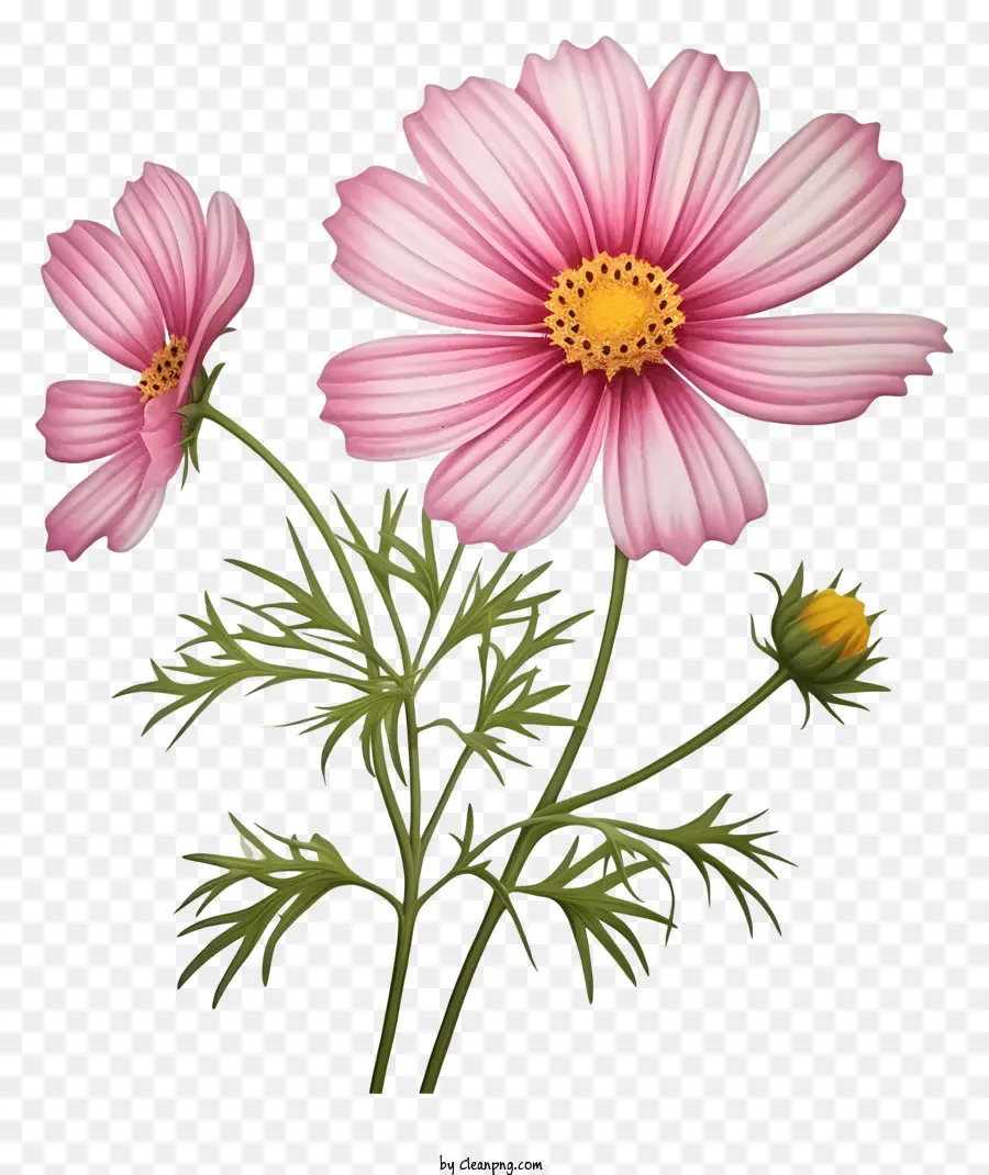 Fleur De Cosmos 3d Réaliste，Fleurs Roses PNG