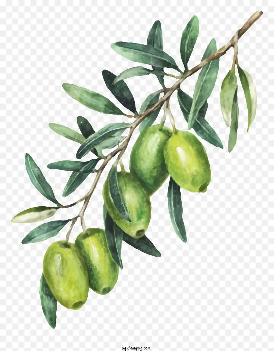 Dessin Animé，Olives PNG