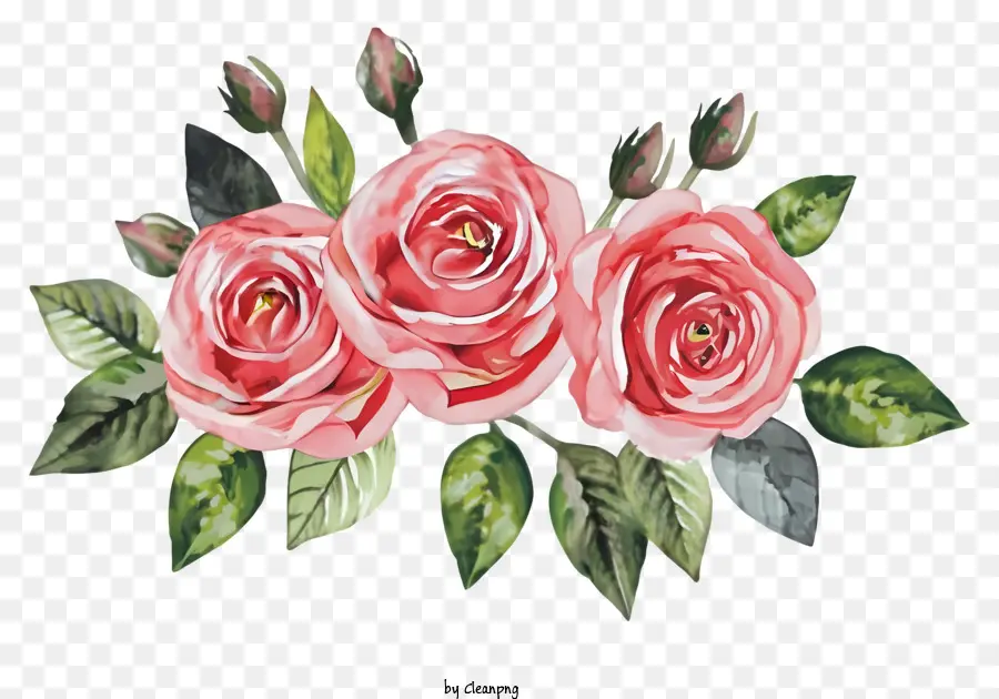 Dessin Animé，Les Roses Roses PNG