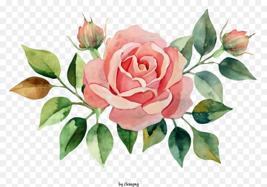 Dessin Animé，Rose Rose PNG