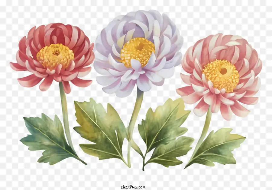 Dessin Animé，Fleurs De Chrysanthème PNG