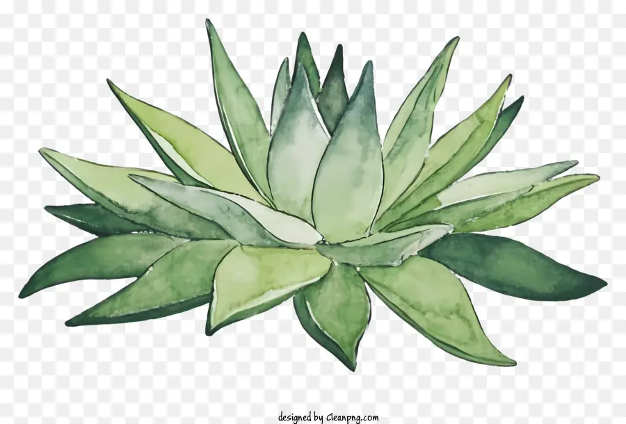 Dessin Animé，Aloe Vera Vert PNG