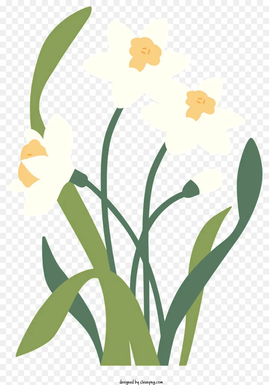 Dessin Animé，Jonquilles Blanches PNG