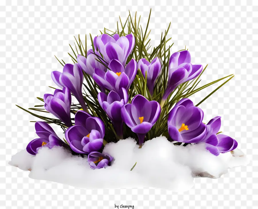 Crocus Violet，Crocus Violets PNG