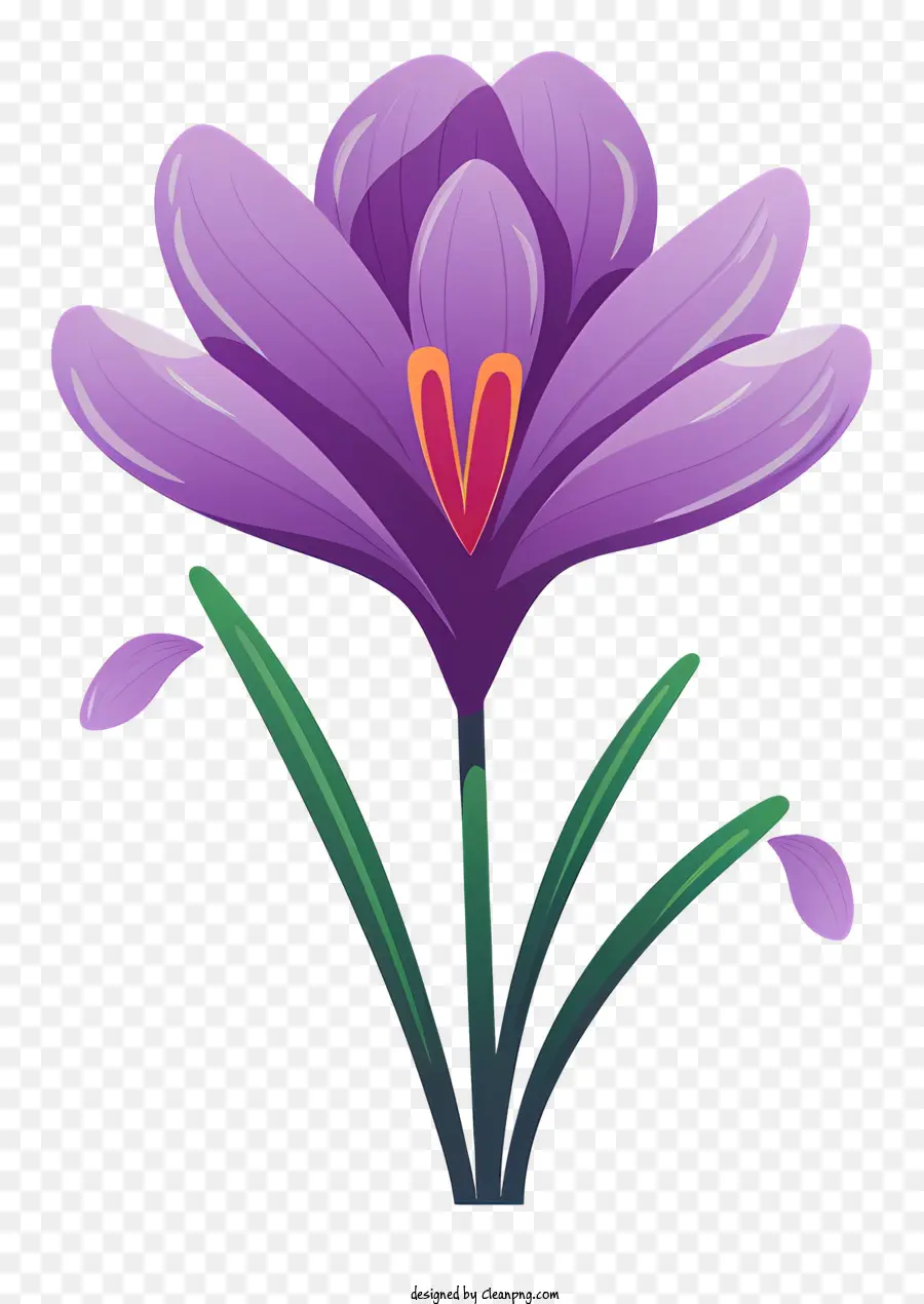 Crocus Violet，Fleur De Croche Pourpre PNG