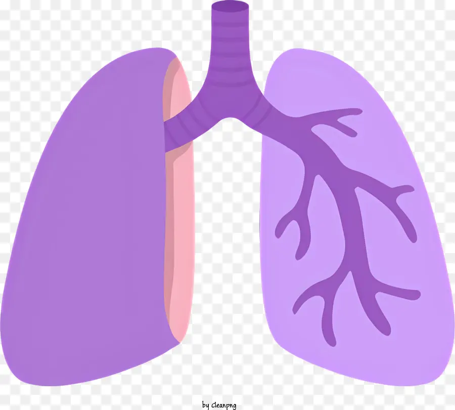 Médical，Appareil Respiratoire Humain PNG