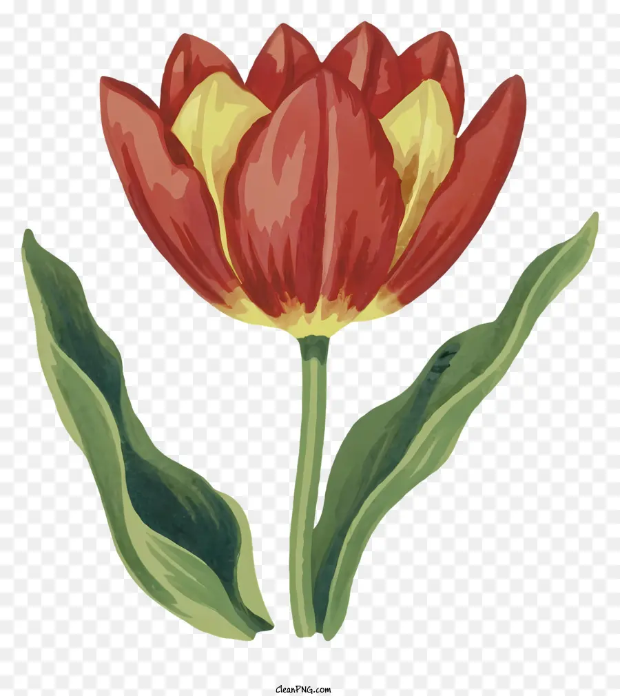 Dessin Animé，Tulipe Rouge Fleur PNG