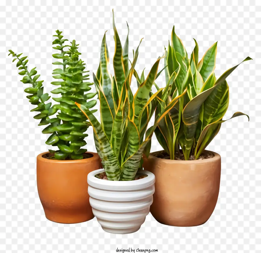 Dessin Animé，Plantes En Pot PNG