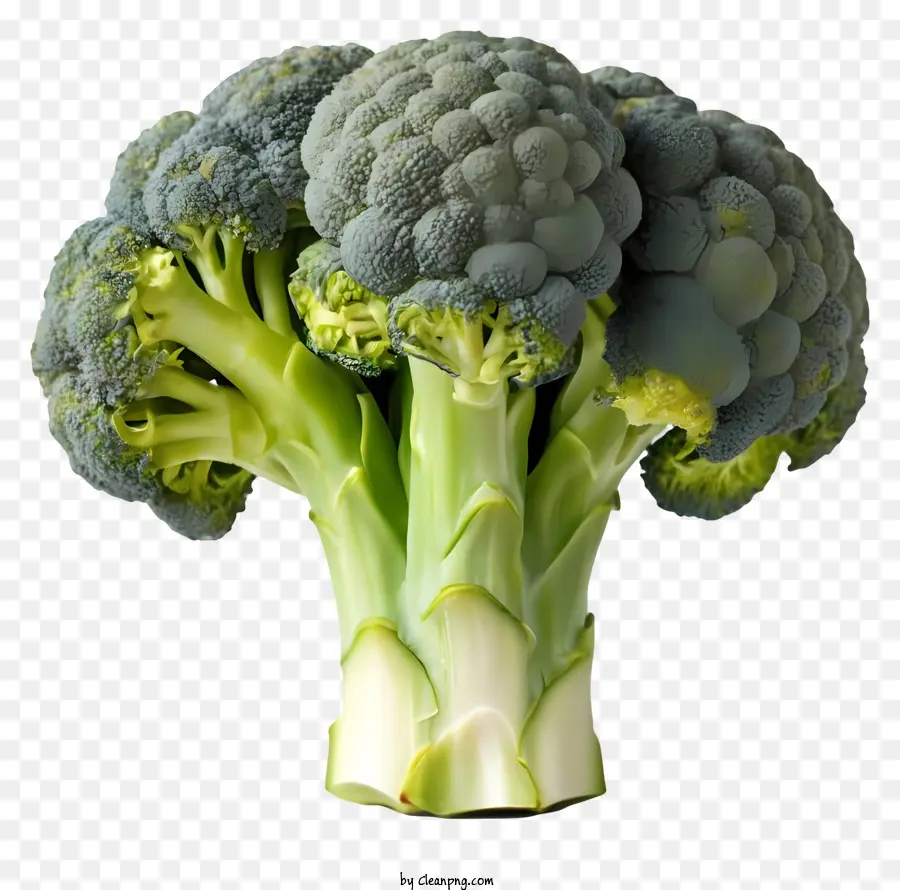 Dessin Animé，Brocoli PNG