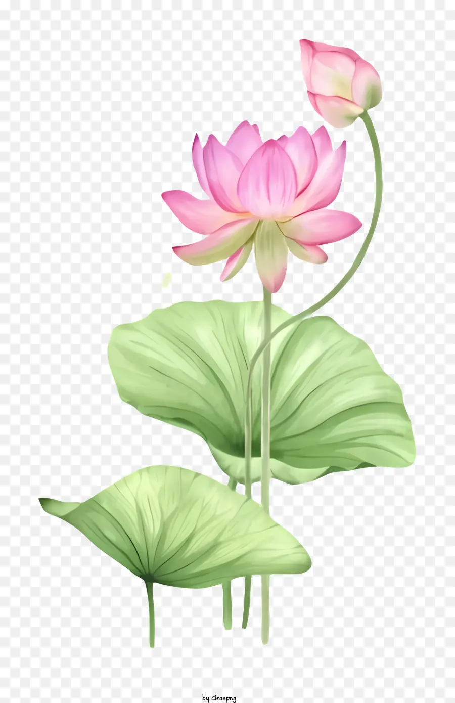 Fleur De Lotus Rose，Feuille Verte PNG