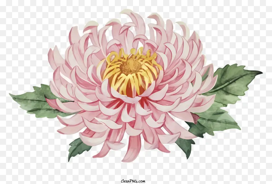 Dessin Animé，Rose Chrysanthème PNG