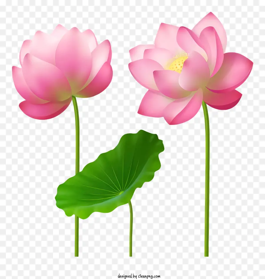 Dessin Animé，Lotus Rose PNG