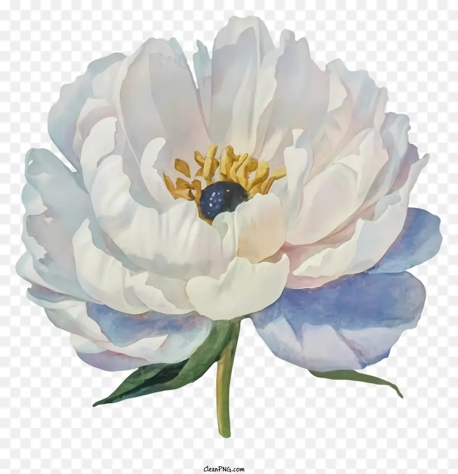 Blanc Pivoine，Fleur Peinture PNG
