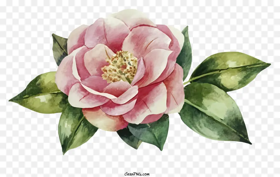 Dessin Animé，Fleur Rose PNG