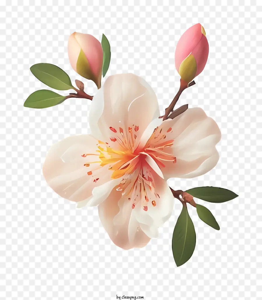 Cerisier à Fleurs Roses，Fleurs Roses PNG