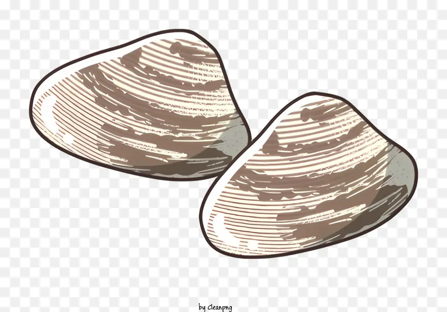Coquilles，Coquilles Brunes PNG